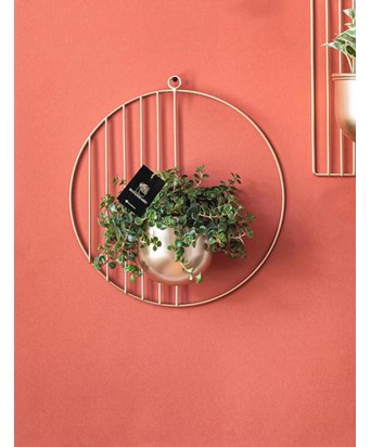 Gold Duvar Saksıda Sedum 